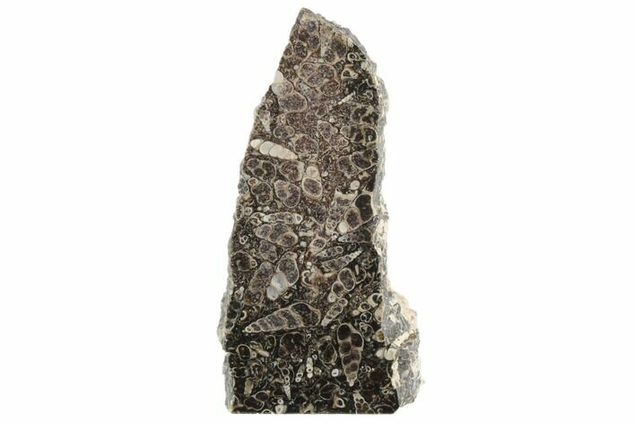 Polished Fossil Turritella Agate Stand Up - Wyoming #193584